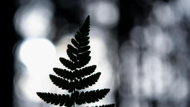 Die Silhouette eines Farnblattes ist zu sehen. Foto: Patrick Pleul/dpa-Zentralbild/dpa/Symbolbild Die Silhouette eines Farnblattes ist zu sehen. Foto: Patrick Pleul/dpa-Zentralbild/dpa/Symbolbild