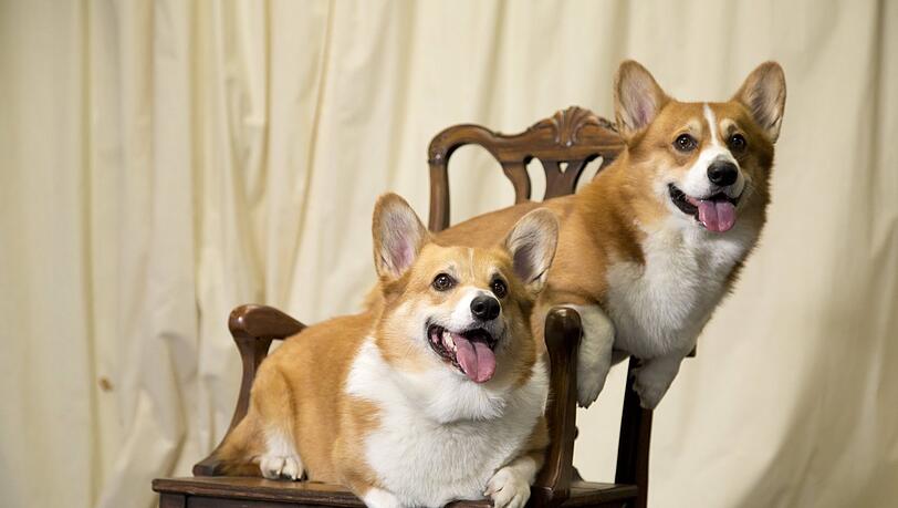 Für Corgis schlägt das Herz von Königin Elizabeth (Symbolbild)