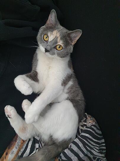 Cleo