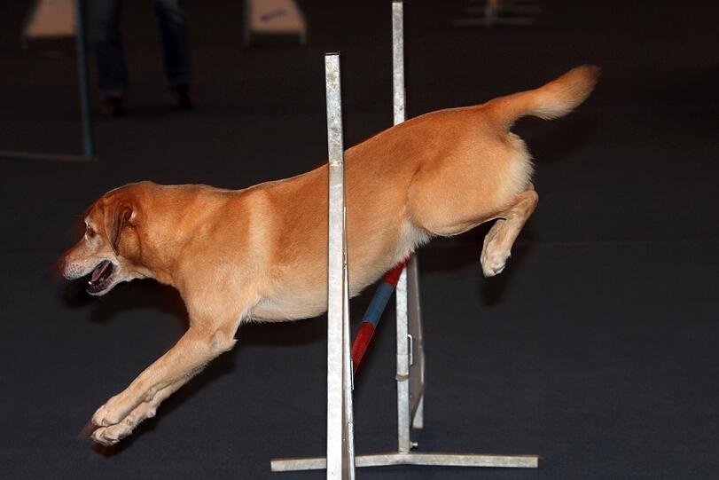 Die Vierbeiner können so einiges: Hier ein Retriever beim Training.
