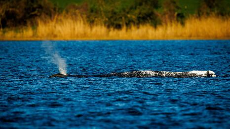 Der Buckelwal liegt unver&auml;ndert im Flachwasser vor der Insel Poel.