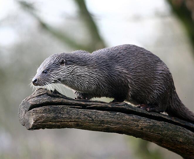 Von Hellabrunn nach Japan: der junge Otter Ignaz.