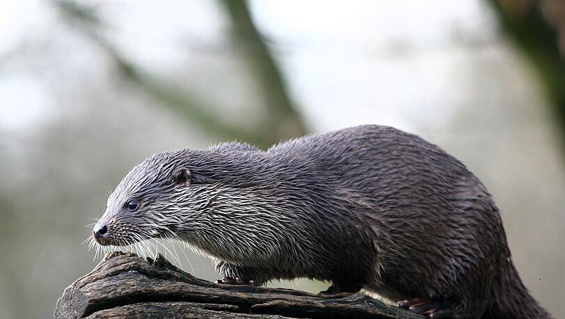 Von Hellabrunn nach Japan: der junge Otter Ignaz. Von Hellabrunn nach Japan: der junge Otter Ignaz.