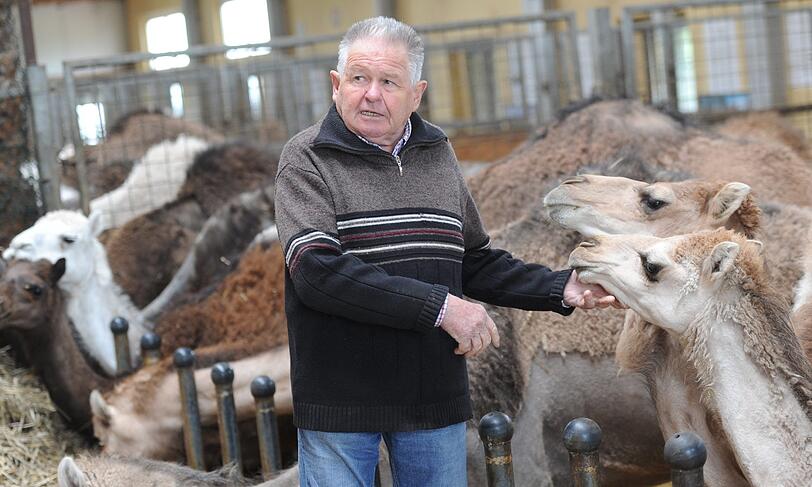 Besitzer Wilhelm Breitling gibt am 12.06.2012 auf dem Kamelhof Rotfelden in Ebhausen (Kreis Calw)  zwei Dromedarfohlen Milch.