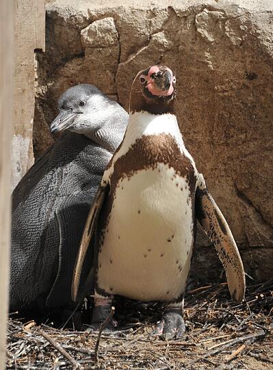 Auch bei den Humboldt-Pinguinen hat es Nachwuchs gegeben. Die Tiere gehen erst nach 80 Tagen ins Wasser.