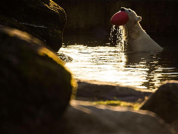 Eisbärin Quintana spielt im Tierpark Hellabrunn im Wasser. Foto: Lino Mirgeler/dpa/Archivbild
