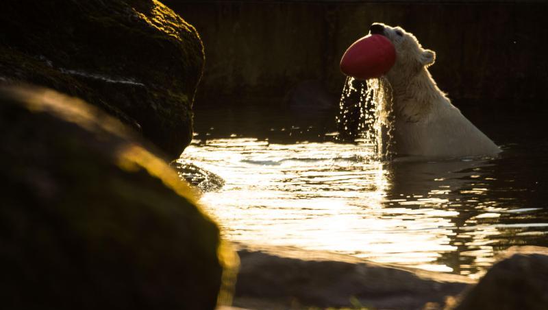 Eisbärin Quintana spielt im Tierpark Hellabrunn im Wasser. Foto: Lino Mirgeler/dpa/Archivbild Eisbärin Quintana spielt im Tierpark Hellabrunn im Wasser. Foto: Lino Mirgeler/dpa/Archivbild