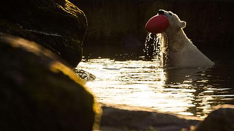 Eisbärin Quintana spielt im Tierpark Hellabrunn im Wasser. Foto: Lino Mirgeler/dpa/Archivbild
