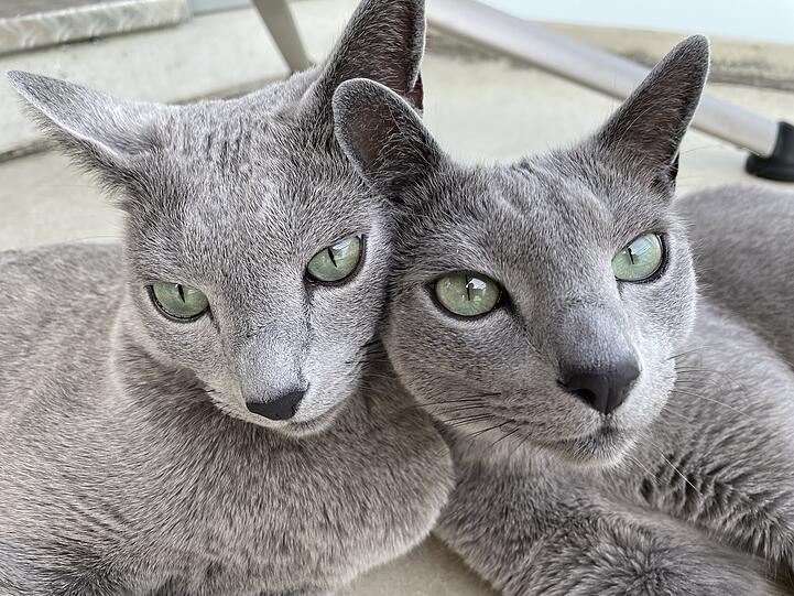 Pavo und Mika
