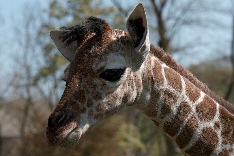 Ein zuckersüßes Giraffenbaby wartet im Tierpark Hellabrunn auf Besucher. Zwei Wochen ist es gerade alt. Hier gibt's schon mal die nettesten Fotos von dem putzigem Tierchen.