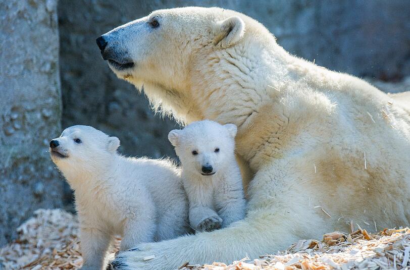 Eisbärin Giovanna war am Montag das erste Mal mit ihren beiden Babys im Außengehege unterwegs.
