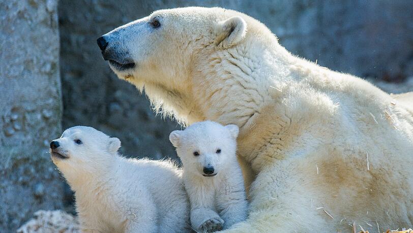 Eisbärin Giovanna war am Montag das erste Mal mit ihren beiden Babys im Außengehege unterwegs. Eisbärin Giovanna war am Montag das erste Mal mit ihren beiden Babys im Außengehege unterwegs.