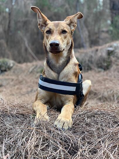 Nala