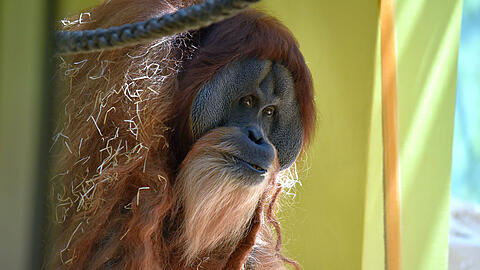 Orang-Utan Bruno ist im Alter von 49 Jahren gestorben.