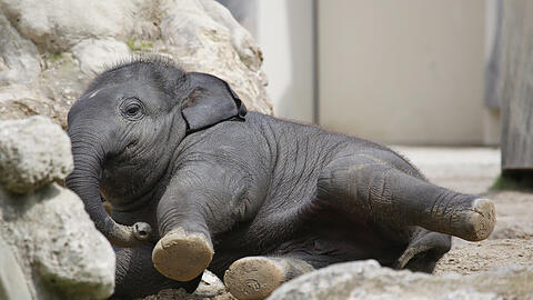 Elefantenbaby Otto (neun Monate alt) verbringt seine Zeit am liebsten im Wasser. Er ist momentan eines der beliebtesten Fotomotive des Münchner Tierparks.