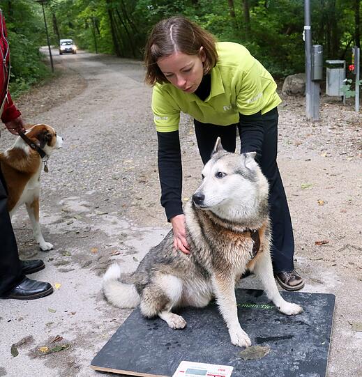 Shadow (8) wiegt 32 Kilo, das sind fünf zu viel. Aber der Westsibirische Laika hat eine Entschudigung: Er wurde vor vier Wochen kastriert und hat deshalb zugenommen.