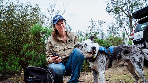 Der Australian Koolie namens Bear hat in seiner Sp&uuml;rhund-Laufbahn mehr als 100 in Not geratene Koalas aufgesp&uuml;rt. Romane Cristescu war eine seiner Hundef&uuml;hrerinnen. (Archivbild)