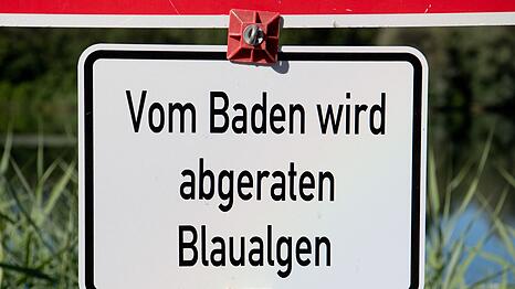 In einem Weiher in Oberfranken gibt es Hinweise auf giftige Blaualgen. (Symbolbild)