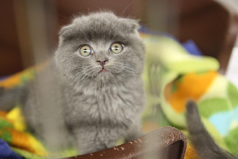 Die Katzenbabys bei der Aufnahme in die Quarantänestation des Tierheims.