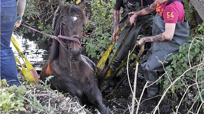 Die Feuerwehr zieht "Rio" mit vereinten Kräften aus dem Bachlauf. Die Bilder der Rettungsaktion.