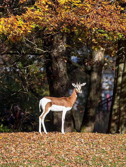 Andere Tiere, wie die Mhorrgazellen, sind inmitten der farbenfrohen Blätter einfach schön anzusehen.