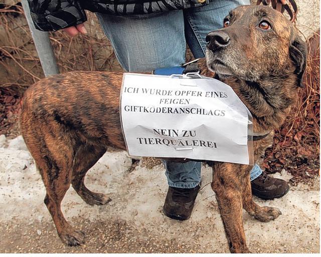 Labrador Ronja schluckt in Moosach einen Giftköder. Ihre Besitzerin bringt sie im Januar zu Tier-Demo mit.