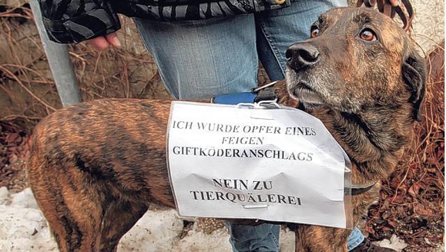 Labrador Ronja schluckt in Moosach einen Giftköder. Ihre Besitzerin bringt sie im Januar zu Tier-Demo mit. Labrador Ronja schluckt in Moosach einen Giftköder. Ihre Besitzerin bringt sie im Januar zu Tier-Demo mit.