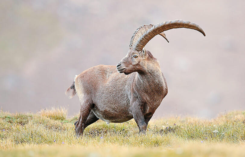 Erhabene Erscheinung: Steinbock in freier Wildbahn.