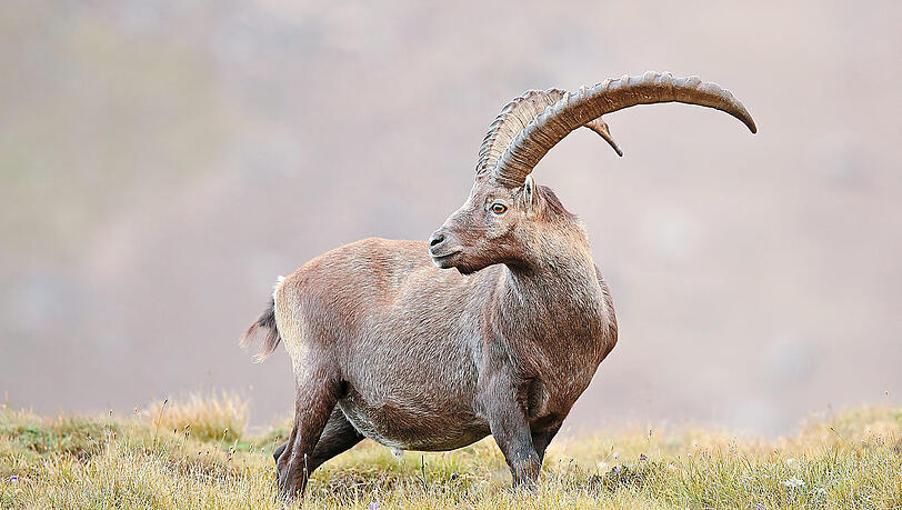 Erhabene Erscheinung: Steinbock in freier Wildbahn.