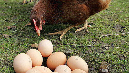 Dieses Huhn hat Platz zum Flattern und Laufen: Immer mehr Betriebe stellen auf Freilandhaltung um. Dieses Huhn hat Platz zum Flattern und Laufen: Immer mehr Betriebe stellen auf Freilandhaltung um.
