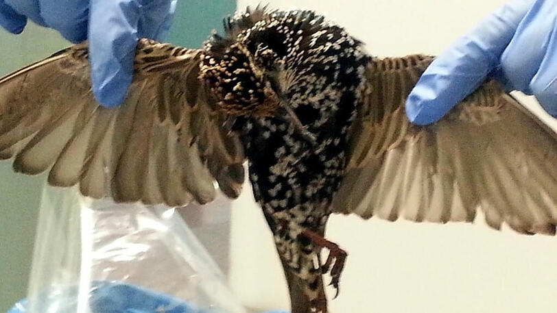 2004: Zöllner entdecken 2.100 tote Singvögel im Reisegepäck eines Passagiers. Der geschützte Wiesenpieper ist in Italien eine Delikatesse. Im darauffolgenden Jahr entdeckt der Münchner Zoll wieder 2.634 tote Singvögel im Reise-Gepäck.