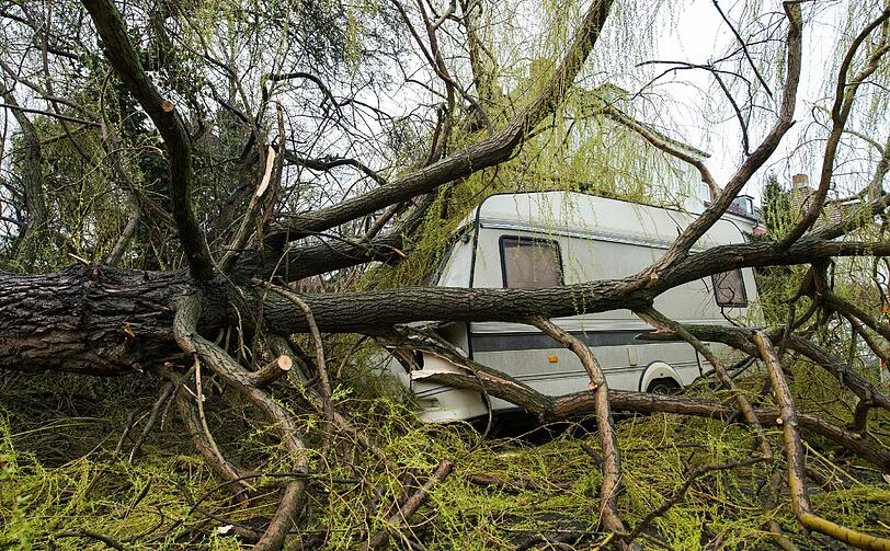 Der Caravan ist vom Baum völlig verdeckt.