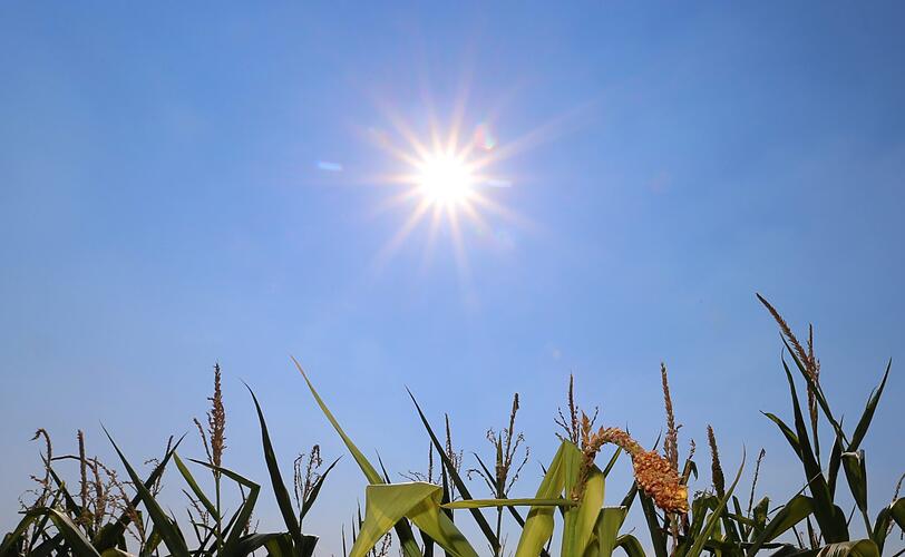 Bayern, Volkach: Die Sonne steht über einem Maisfeld bei Volkach.