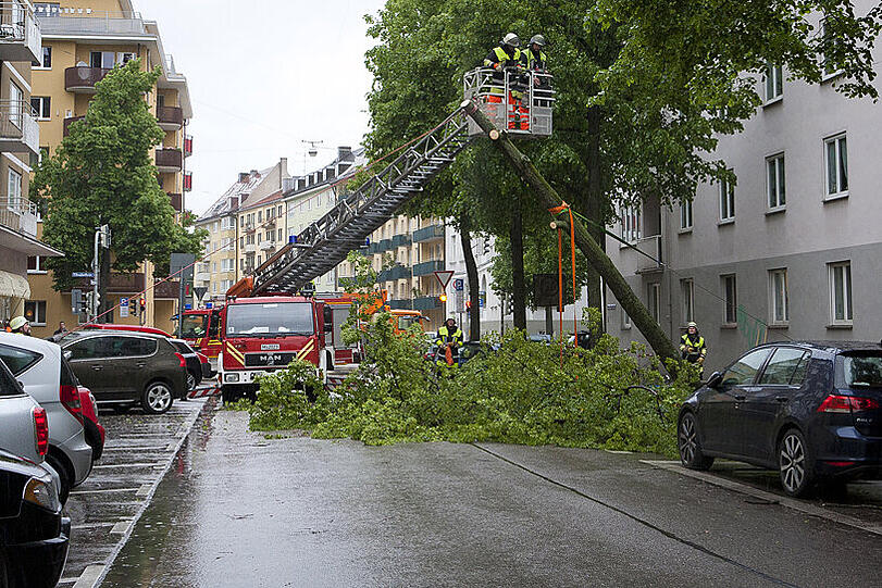 Jetzt wird der Baum umgerissen. Die Feuerwehrmänner am Boden ziehen kräftig an. Der Stamm neigt sich immer mehr.