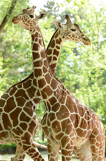 Die beiden Netzgiraffen im Tierpark Hellabrunn: Bahati und Naledi.
