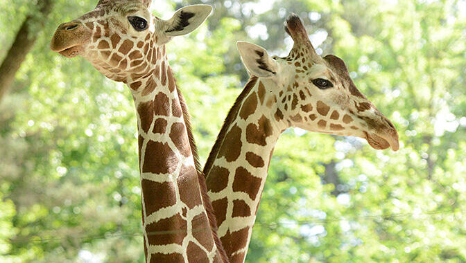 Die beiden Netzgiraffen im Tierpark Hellabrunn: Bahati und Naledi. Die beiden Netzgiraffen im Tierpark Hellabrunn: Bahati und Naledi.