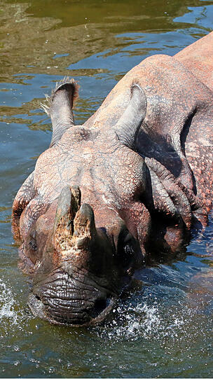 Panzernashorn Rapti verbringt den Sommer im Wassergraben.