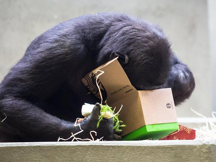 Was mag da wohl drin sein? Der Gorilla will es ganz genau wissen.