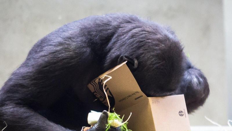 Was mag da wohl drin sein? Der Gorilla will es ganz genau wissen. Was mag da wohl drin sein? Der Gorilla will es ganz genau wissen.