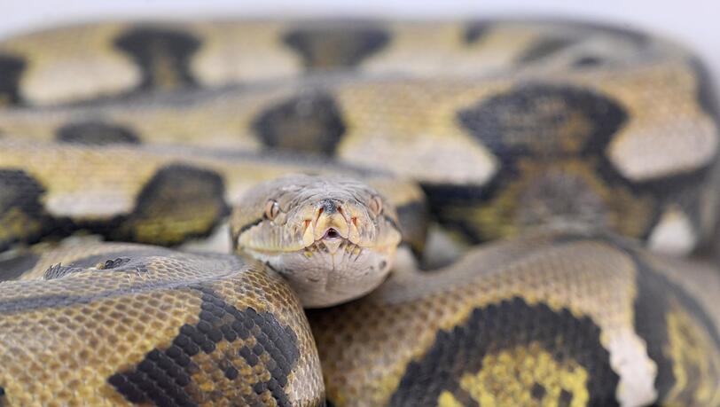 Netzpythons gehören zu den größten Schlangenarten der Welt. (Symbolbild) Netzpythons gehören zu den größten Schlangenarten der Welt. (Symbolbild)