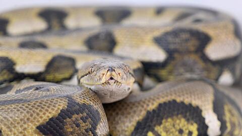 Netzpythons geh&ouml;ren zu den gr&ouml;&szlig;ten Schlangenarten der Welt. (Symbolbild)