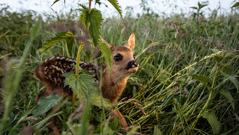 Rehkitze verstecken sich gern im hohen Gras auf Feldern und Wiesen und fallen immer Wieder Mähmaschinen zum Opfer. (Symbolbild) Rehkitze verstecken sich gern im hohen Gras auf Feldern und Wiesen und fallen immer Wieder Mähmaschinen zum Opfer. (Symbolbild)