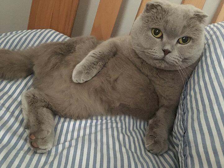Frieda