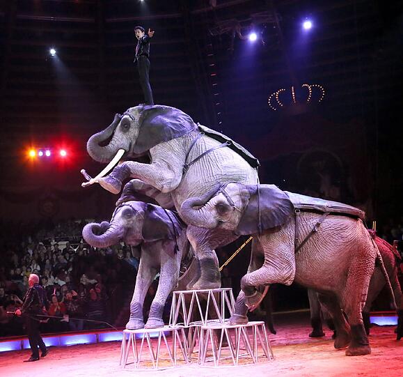 Die Elefanten des Circus Krone könnten bald im Kreis Starnberg zu sehen sein.