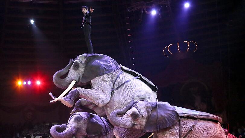 Die Elefanten des Circus Krone könnten bald im Kreis Starnberg zu sehen sein.