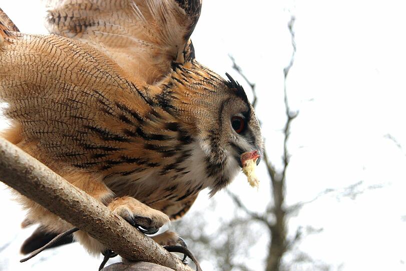 Die Greifvogel-Show im Tierpark hat jetzt eine richtige Zuschauertribüne bekommen. Am Dienstag wurde sie eröffnet.