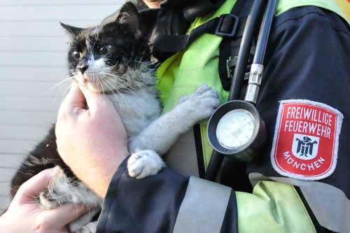 Diese Katze rettete die Münchner Feuerwehr aus der brennenden Wohnung.