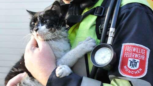 Diese Katze rettete die Münchner Feuerwehr aus der brennenden Wohnung. Diese Katze rettete die Münchner Feuerwehr aus der brennenden Wohnung.
