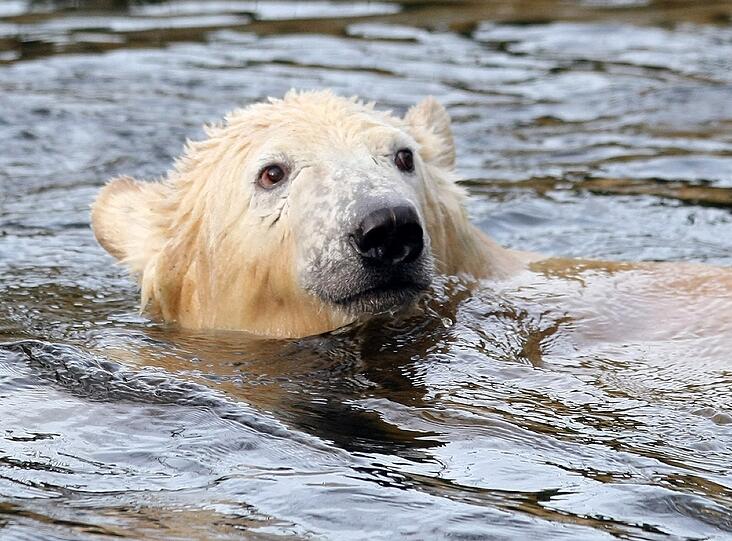 Eisbär Knut trieb leblos im Wasser seines Geheges.