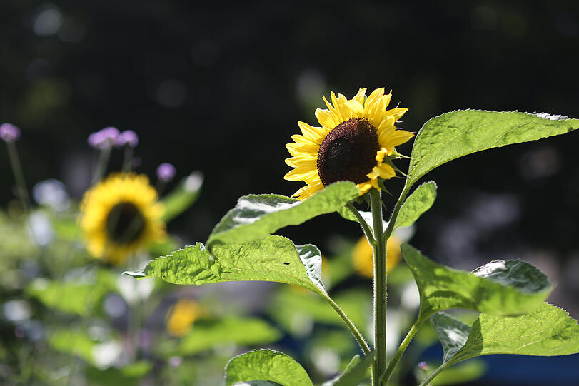 Fast wie auf dem Land: Sonnenblumen am Pariser Platz.